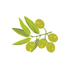 Olive branch with berries. Isolated on a white background