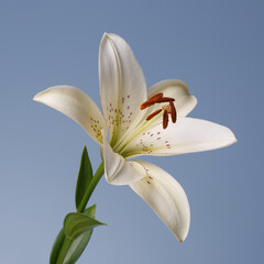 White lily flower isolated on blue-gray background.