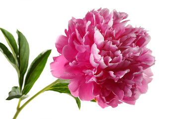 Beautiful rose-shaped peony flower in pink color isolated on white background.