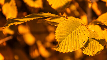 Autumn leaves on a tree
