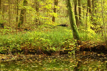 the surface of the pond in the forest covered with densely fallen leaves