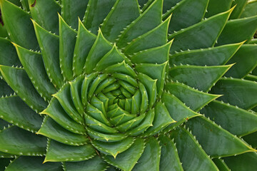 aloe vera plant closeup 