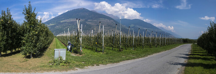 Ripe apples in large apple orchard in South Tyrol