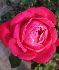 Red rose at the garden