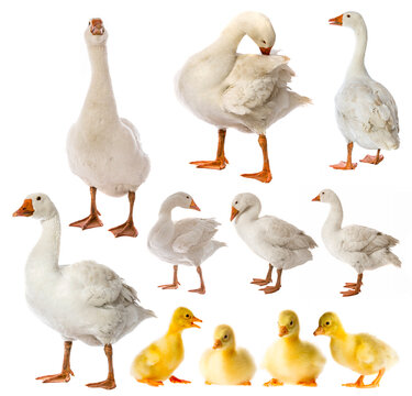 white goose and goslings (Anser anser domesticus) isolated on a white background - collection