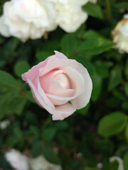 Pale pink rose with green leaves