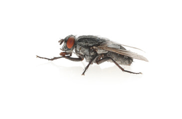 One common black fly on white background
