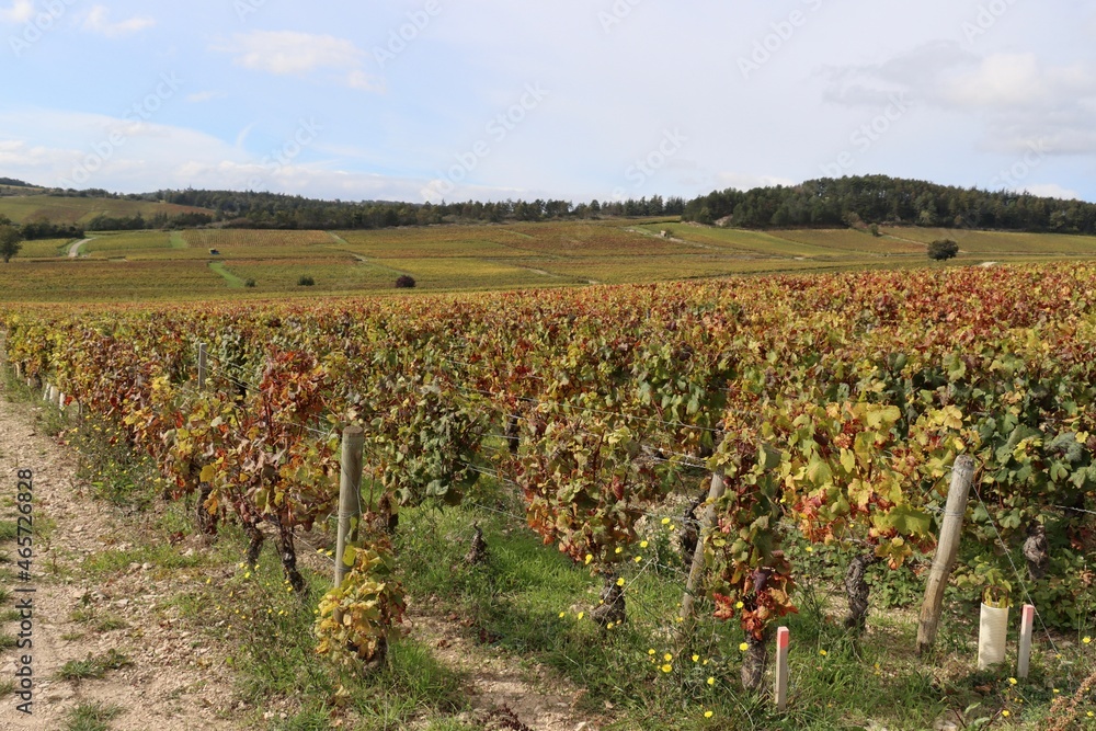 Wall mural vineyard in autumn, France 