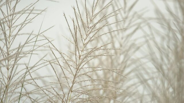 white reeds grass flower swaying with wind blow