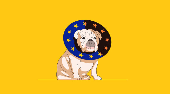British bulldog wearing European Union cone of shame