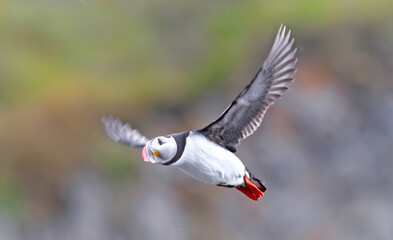 Cute Atlantic Puffin flying, motion blurred