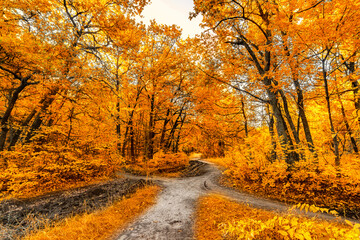 Autumn forest road leaves fall in ground landscape on autumnal background in November or october. Beautiful autumn has come. Colorful foliage in the park. Falling leaves natural background