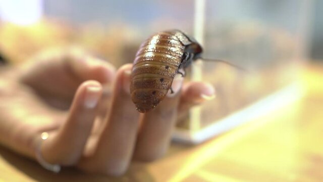Madagascar hissing cockroachin the hands of an African American girl