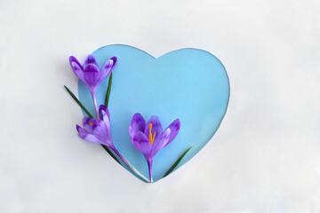 Crocuses violet flowers with blue paper card note in the shape heart with space for text on a white...