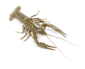One fresh raw crayfish isolated on white, above view