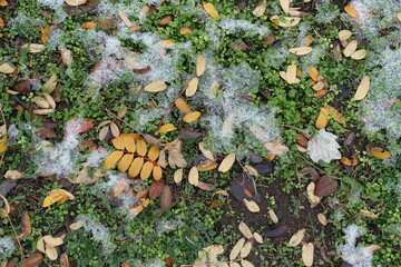 View of greenery covered with colorful fallen leaves and melting snow from above in December