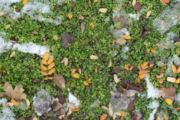 Yellow and brown fallen leaves and melting snow covering greenery in December