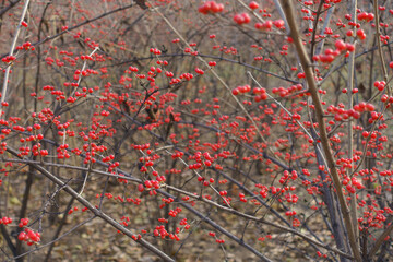 A lot of red berries on leafless branches of Amur honeysuckle in mid December