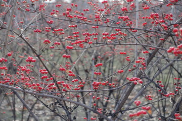 Bare branches of Amur honeysuckle with numerous red berries in mid December