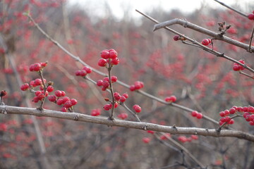 Closeup of red berries on leafless branch of Amur honeysuckle in mid December
