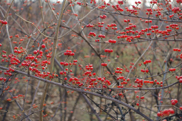 Leafless branches of Amur honeysuckle with numerous red berries in mid December - obrazy, fototapety, plakaty
