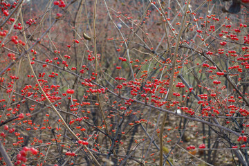 Multiple red berries on leafless branches of Amur honeysuckle in mid December