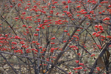 Naked branches of Amur honeysuckle with numerous red berries in mid December