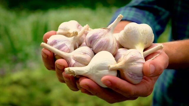 A man farmer holds a harvest of garlic in his hands. Selective focus.