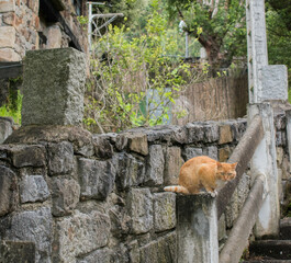 Orange and white cat sitting on the wall