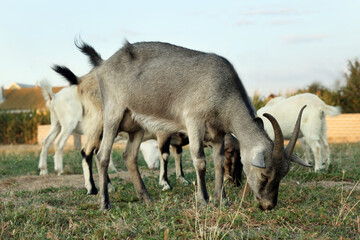 Naklejka na ściany i meble Goats on pasture at farm. Animal husbandry