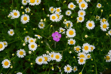 Fototapeta premium flower, daisy, nature, flowers, field, meadow, summer, spring, plant, grass, white, garden, camomile, daisies, yellow, flora, chamomile, blossom, bloom, beauty, season, wildflower, herb, outdoors, bea