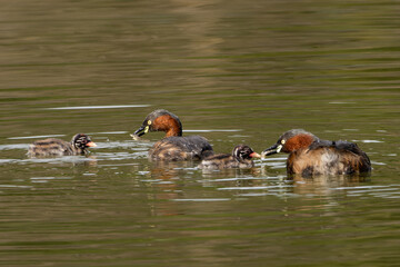 夫婦で子に餌をやるカイツブリ