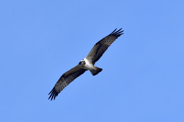 Osprey is one of Korean rarest birds of prey. It was filmed in Saemangeum, Gunsan, Jeollabuk-do, Korea.