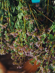 A bunch of oregano. Medicinal herbaceous plants close-up.