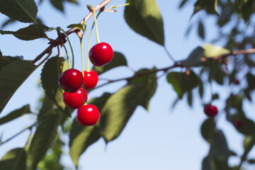 Red cherries on a tree branch, close-up. Ripe berries.