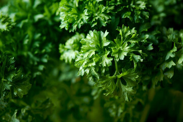  close up picture of parsley