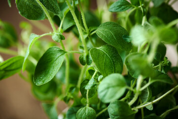 Fototapeta na wymiar Green fresh oregano leafs pictured closeup