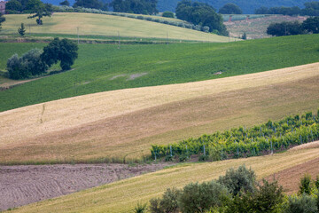 Obraz premium Arcevia, Ancona. Panorama rurale con campi di grano e frange di bosco verso il borgo con castello di Piticchio.
