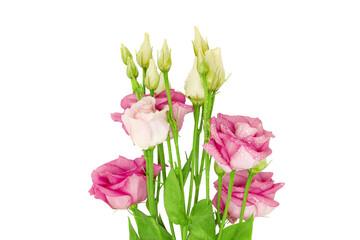 Beautiful eustoma flowers bouquet isolated on white background