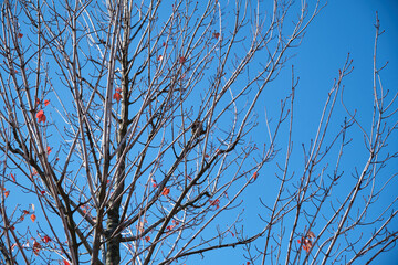 Obraz premium autumn trees with yellow fallen leaves