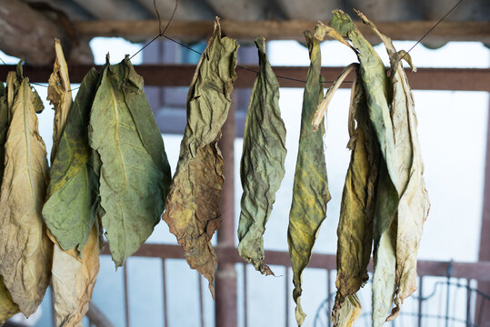 dried tobacco leaves on a background