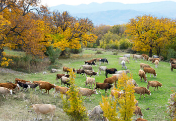 a herd of cows grazing in autumn in Bulgaria_2