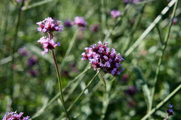 verbena buenos aires close up