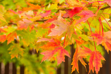 Naklejka na ściany i meble Multicolored maple leaves on tree branches close up