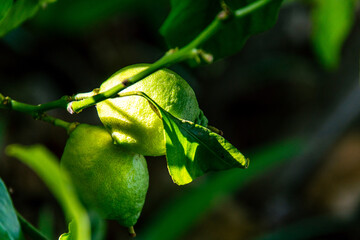Limón colgando en una rama del árbol