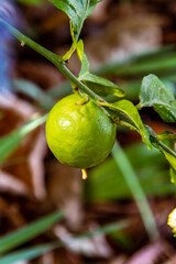 Limón colgando en una rama del árbol