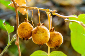 Conjunto de kiwis colgando de una rama