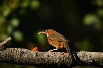 Rust cheeked scimitar babbler