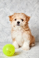 Maltipoo puppy with rubber ball on gray background. Close-up, selective focus
