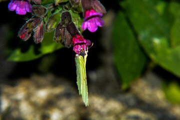 Farfalla all'opera su un fiore